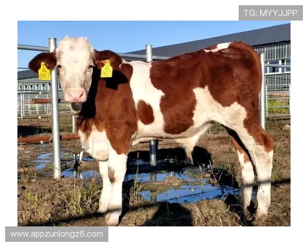 尊龙凯时在线官方游戏种类全面介绍，满足不同玩家的多样化需求